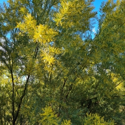 Acacia sp. (A Wattle) at Isaacs Ridge and Nearby - 19 Aug 2022 by Mike