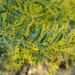 Acacia sp. at Isaacs, ACT - 19 Aug 2022