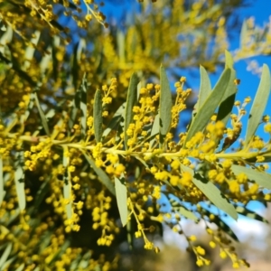 Acacia sp. at Isaacs, ACT - 19 Aug 2022