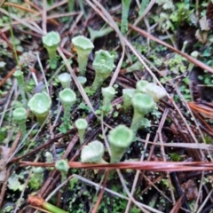 Cladonia sp. (genus) (Cup Lichen) at Isaacs Ridge and Nearby - 19 Aug 2022 by Mike
