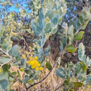 Acacia podalyriifolia at Isaacs, ACT - 19 Aug 2022 04:08 PM