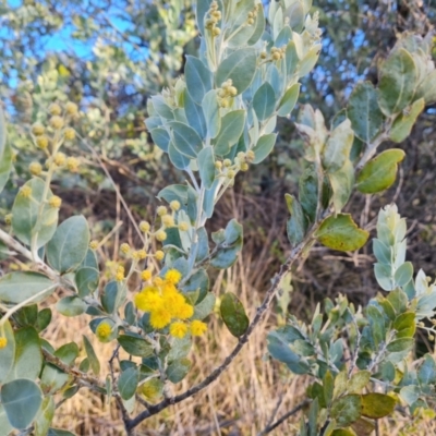 Acacia podalyriifolia (Queensland Silver Wattle) at Isaacs, ACT - 19 Aug 2022 by Mike