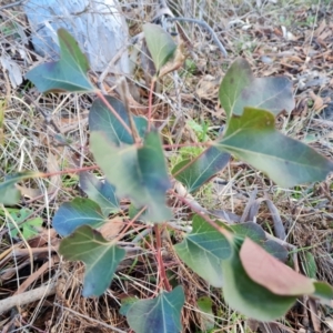 Brachychiton populneus subsp. populneus at Isaacs, ACT - 19 Aug 2022