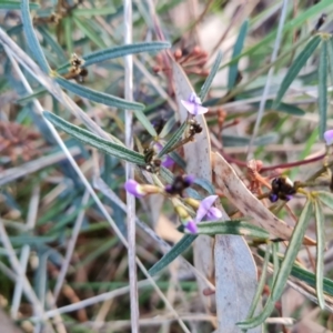 Glycine clandestina at Isaacs, ACT - 19 Aug 2022 04:24 PM