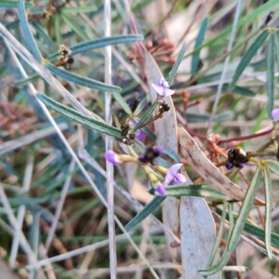 Glycine clandestina (Twining Glycine) at Isaacs, ACT - 19 Aug 2022 by Mike