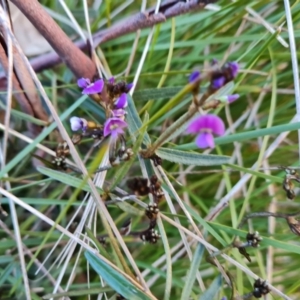 Glycine clandestina at Isaacs, ACT - 19 Aug 2022