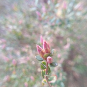 Brachyloma daphnoides at Cooma, NSW - 19 Aug 2022 03:29 PM