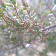 Brachyloma daphnoides at Cooma, NSW - 19 Aug 2022