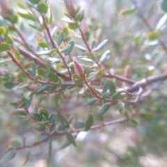 Brachyloma daphnoides at Cooma, NSW - 19 Aug 2022 03:29 PM