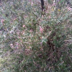 Brachyloma daphnoides at Cooma, NSW - 19 Aug 2022