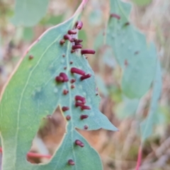 Apiomorpha sp. (genus) (A gall forming scale) at Isaacs Ridge - 19 Aug 2022 by Mike