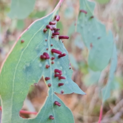 Apiomorpha sp. (genus) (A gall forming scale) at Isaacs Ridge and Nearby - 19 Aug 2022 by Mike