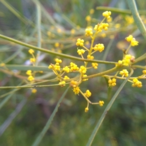 Acacia boormanii at Cooma, NSW - 19 Aug 2022 03:34 PM