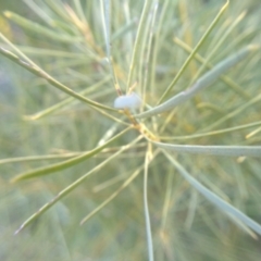 Acacia boormanii at Cooma, NSW - 19 Aug 2022 03:34 PM