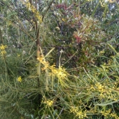 Acacia boormanii at Cooma, NSW - 19 Aug 2022 03:34 PM