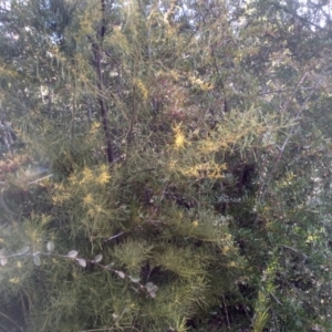 Acacia boormanii at Cooma, NSW - 19 Aug 2022 03:34 PM