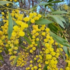 Acacia pycnantha (Golden Wattle) at Farrer, ACT - 19 Aug 2022 by Mike