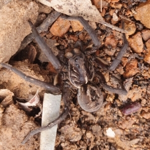 Tasmanicosa sp. (genus) at Gundaroo, NSW - 19 Aug 2022