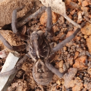 Tasmanicosa sp. (genus) at Gundaroo, NSW - 19 Aug 2022