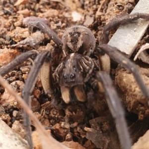 Tasmanicosa sp. (genus) at Gundaroo, NSW - 19 Aug 2022