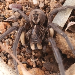 Tasmanicosa sp. (genus) at Gundaroo, NSW - 19 Aug 2022