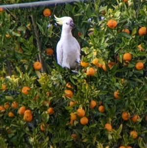 Cacatua galerita at North Albury, NSW - suppressed