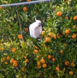 Cacatua galerita at North Albury, NSW - suppressed