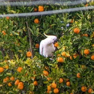 Cacatua galerita at North Albury, NSW - suppressed