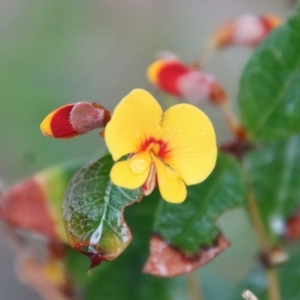 Platylobium formosum at Guerilla Bay, NSW - 19 Aug 2022