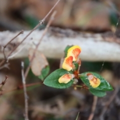 Platylobium formosum at Guerilla Bay, NSW - 19 Aug 2022