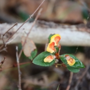 Platylobium formosum at Guerilla Bay, NSW - 19 Aug 2022