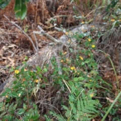 Platylobium formosum at Guerilla Bay, NSW - 19 Aug 2022