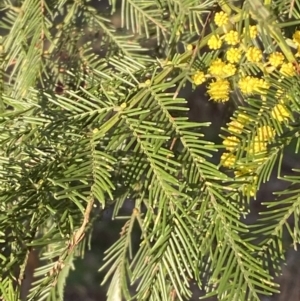 Acacia decurrens at Bruce, ACT - 19 Aug 2022