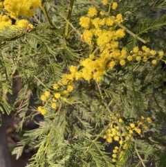 Acacia decurrens at Bruce, ACT - 19 Aug 2022