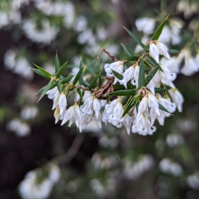 Leucopogon setiger (A Beard Heath) at Yerrinbool, NSW - 16 Aug 2022 by martyvis