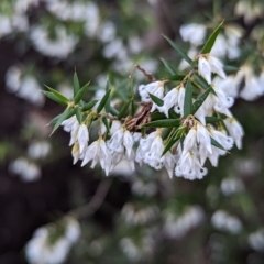 Leucopogon setiger (TBC) at suppressed - 16 Aug 2022 by martyvis