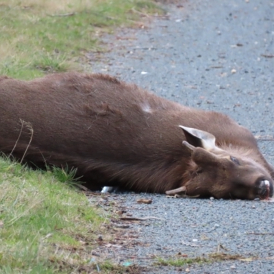 Cervus unicolor (Sambar Deer) at Jerrabomberra, ACT - 20 Aug 2022 by SandraH