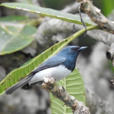 Myiagra rubecula (Leaden Flycatcher) at Oak Beach, QLD - 3 Aug 2022 by GlossyGal