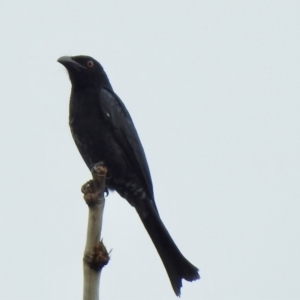 Dicrurus bracteatus at Oak Beach, QLD - 31 Jul 2022 11:42 AM