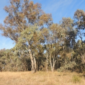 Eucalyptus blakelyi at O'Malley, ACT - 16 Jul 2022