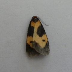 Castulo plagiata (Yellow-banded Footman) at Jindabyne, NSW - 12 Mar 2022 by Birdy