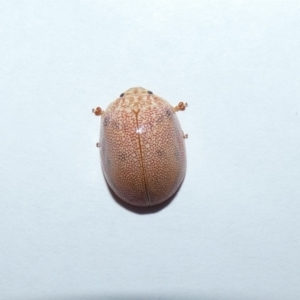 Paropsis atomaria at Jindabyne, NSW - 12 Mar 2022