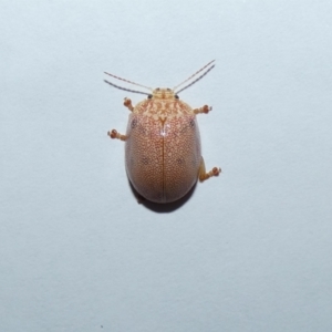 Paropsis atomaria at Jindabyne, NSW - 12 Mar 2022