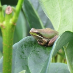 Litoria fallax (Eastern Dwarf Tree Frog) at Teralba, NSW - 13 Mar 2022 by LyndalT