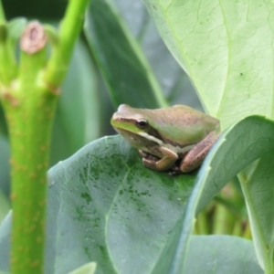 Litoria fallax (Eastern Dwarf Tree Frog) at Teralba, NSW by LyndalT