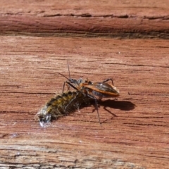 Gminatus australis (Orange assassin bug) at Jindabyne, NSW - 12 Mar 2022 by Amata