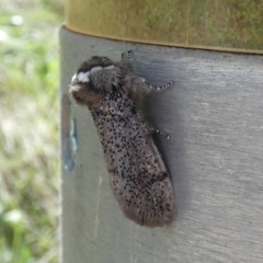 Oenosandra boisduvalii (Boisduval's Autumn Moth) at Jindabyne, NSW - 12 Mar 2022 by Amata