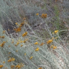 Chrysocephalum semipapposum (Clustered Everlasting) at Jindabyne, NSW - 12 Mar 2022 by Amata