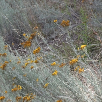 Chrysocephalum semipapposum (Clustered Everlasting) at Jindabyne, NSW - 12 Mar 2022 by Birdy