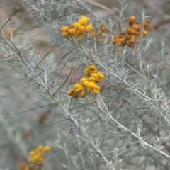 Chrysocephalum semipapposum at Jindabyne, NSW - suppressed